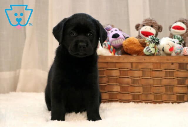 Dandy Black Lab2 image