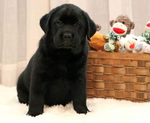 Danny Black Lab
