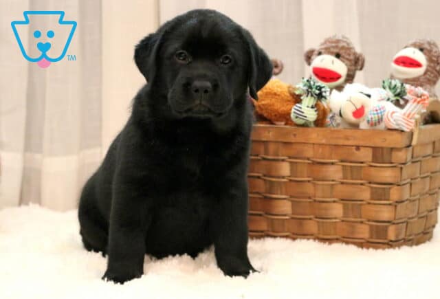 Danny Black Lab image