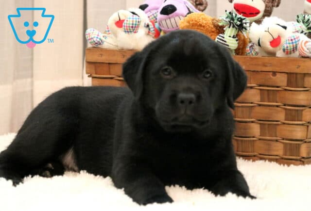 Danny Black Lab2 image