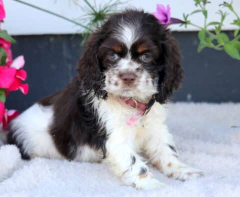 Darla Cocker Spaniel