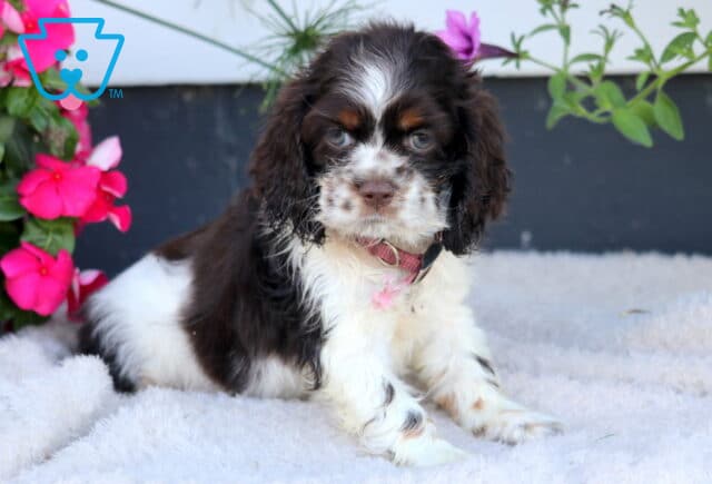 Darla Cocker Spaniel image