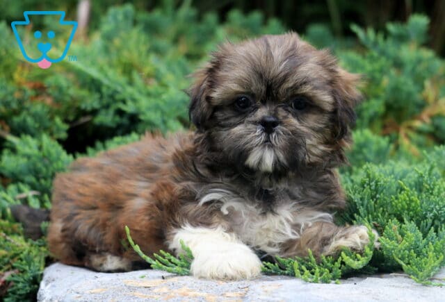 Darla Shih tzu image