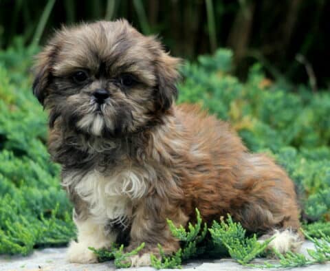 Darla Shih tzu2
