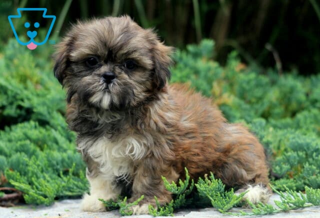 Darla Shih tzu2 image