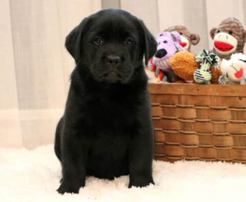 Dash Black Lab