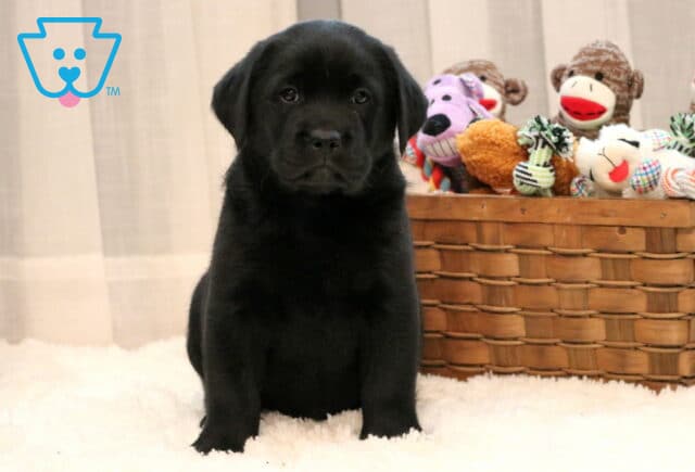 Dash Black Lab image