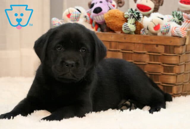 Dash Black Lab2 image