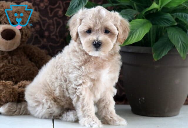 Davis Maltipoo image