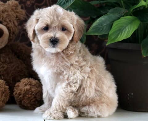 Davis Maltipoo2