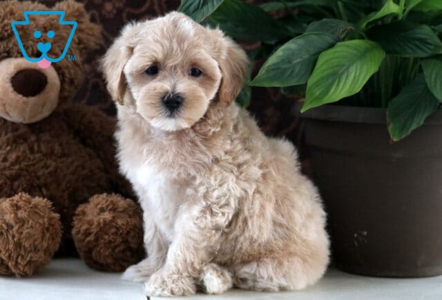 Davis Maltipoo2 image