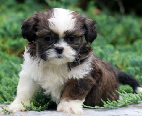 Dawson Shih tzu