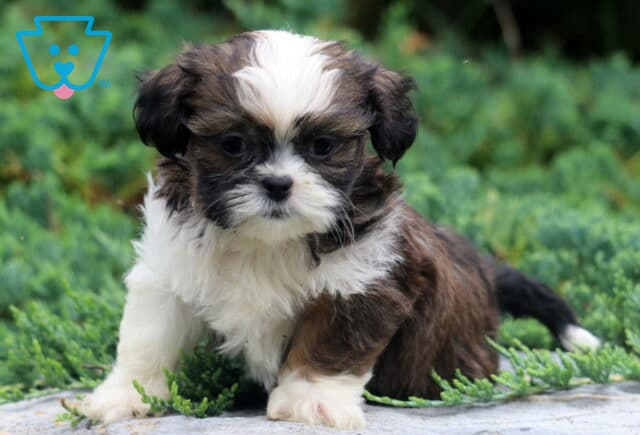 Dawson Shih tzu image