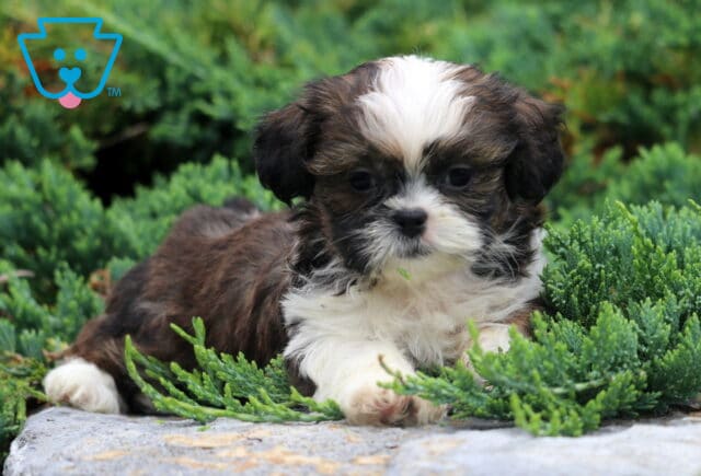 Dawson Shih tzu2 image