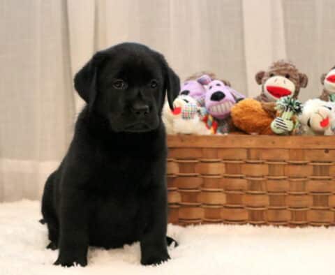Dee Black Lab
