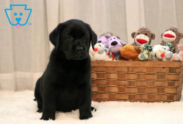Dee Black Lab image