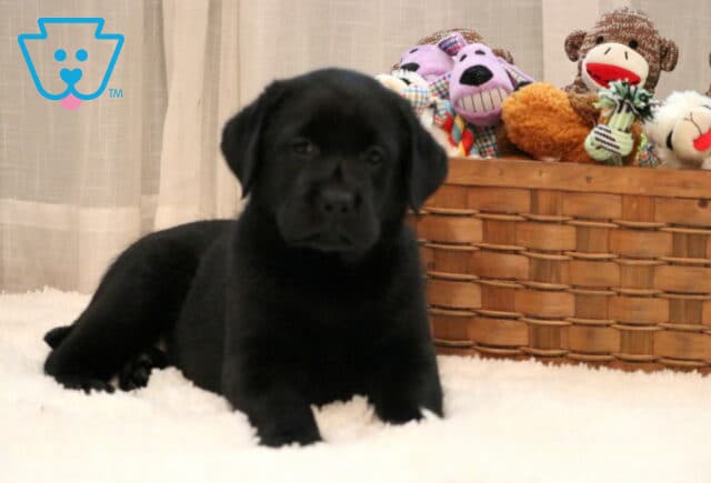 Dee Black Lab2 image