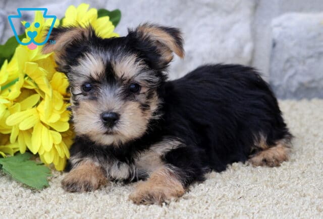 Destiny Yorkie image
