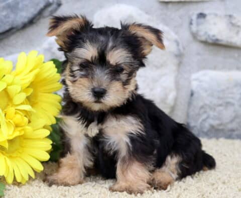 Destiny Yorkie2