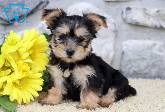 Destiny Yorkie2 image