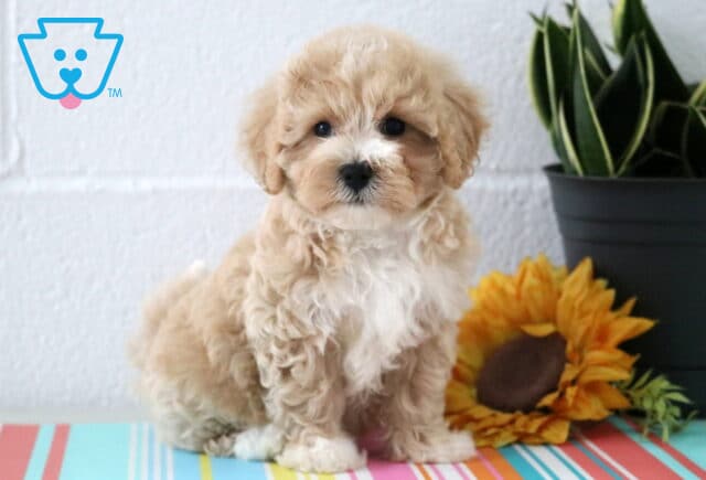 Dewie Maltipoo image