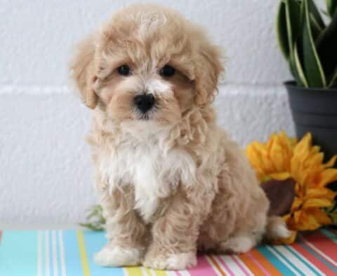 Dewie Maltipoo2