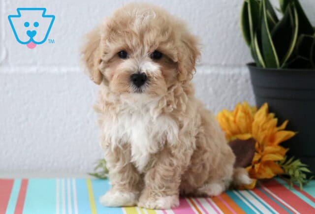Dewie Maltipoo2 image
