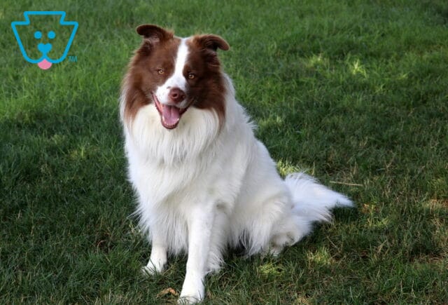 Dexter Border Collie Diane Denlinger image