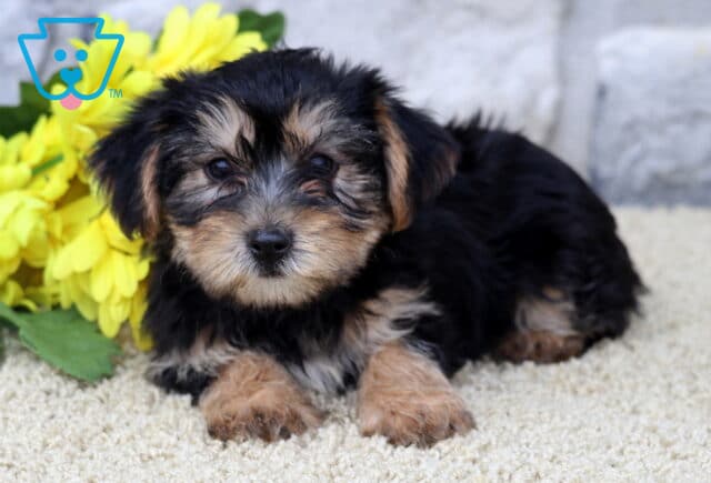 Dexter Yorkie image