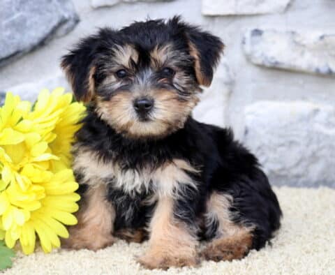 Dexter Yorkie2