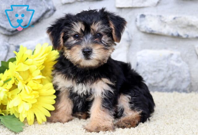 Dexter Yorkie2 image