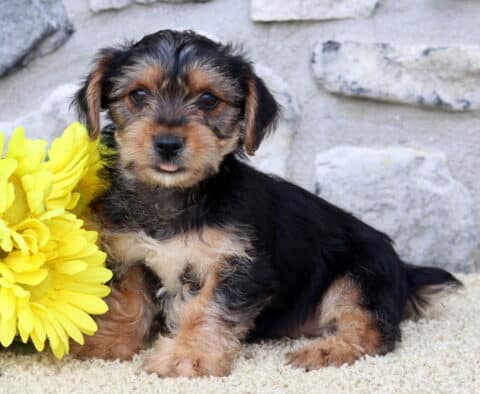Dia Yorkie2