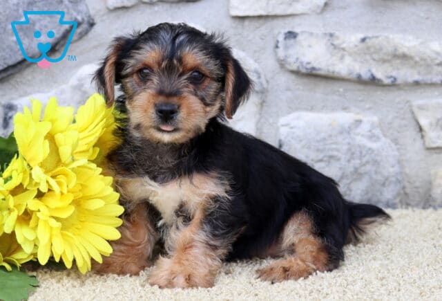 Dia Yorkie2 image