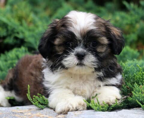 Dice Shih tzu