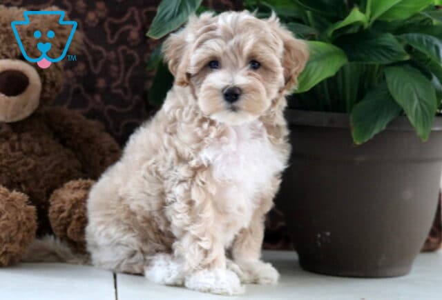 Dixie Maltipoo image