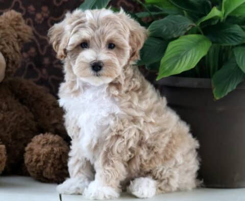 Dixie Maltipoo2
