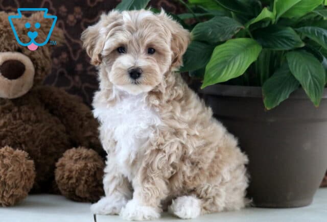 Dixie Maltipoo2 image