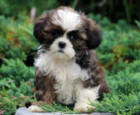 Dj Shih tzu