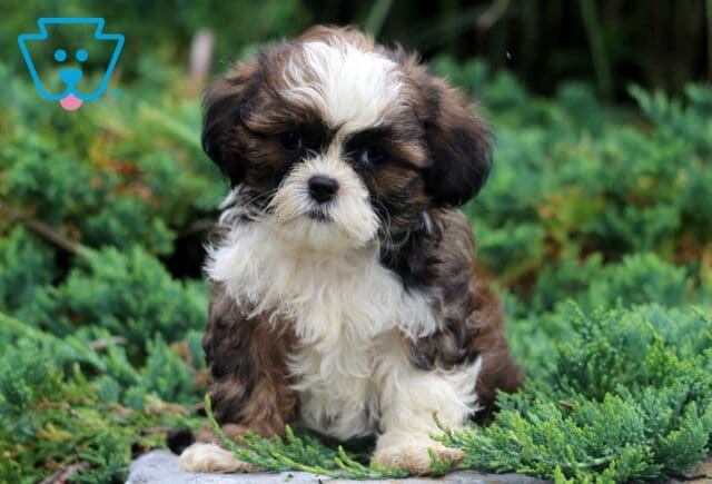 Dj Shih tzu image