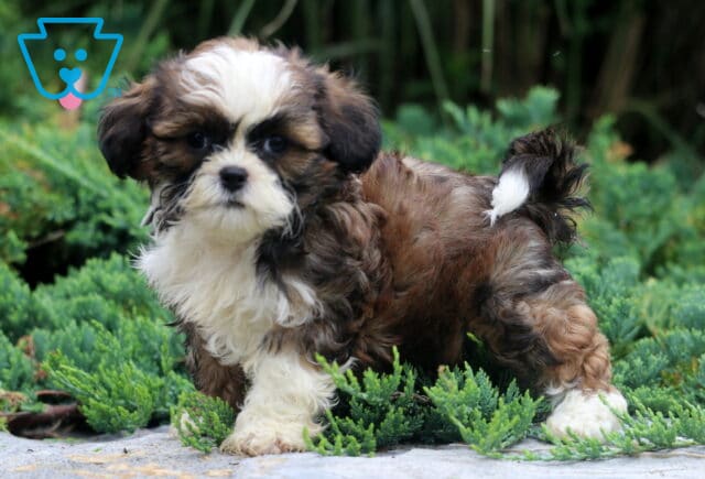 Dj Shih tzu2 image