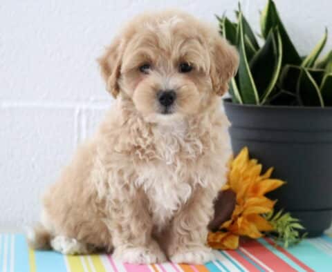 Dodger Maltipoo
