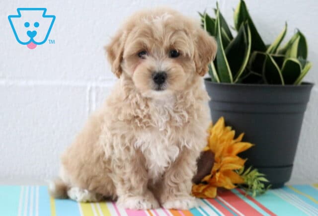 Dodger Maltipoo image