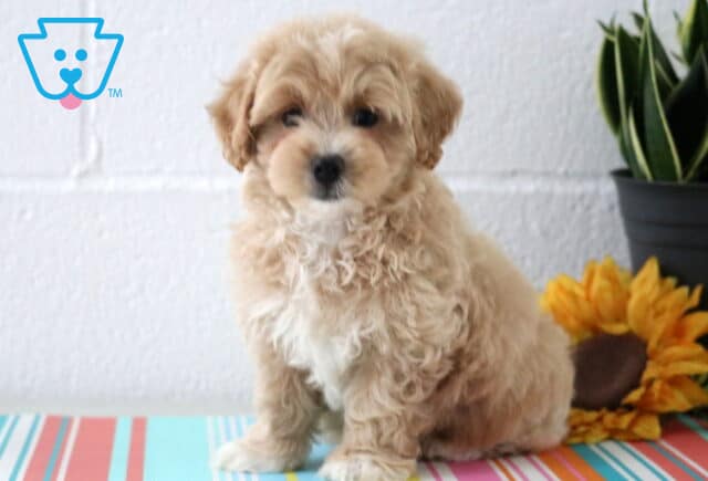 Dodger Maltipoo2 image