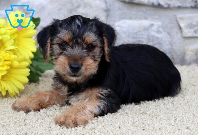 Dodger Yorkie image