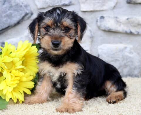 Dodger Yorkie2