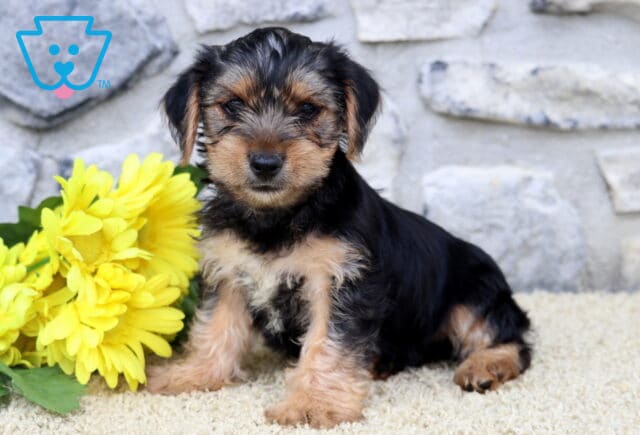 Dodger Yorkie2 image