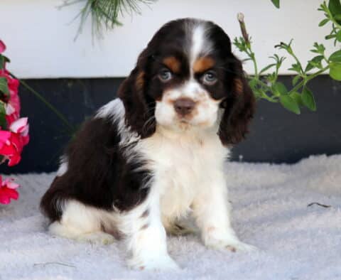 Domino Cocker Spaniel