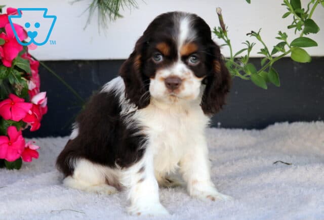 Domino Cocker Spaniel image