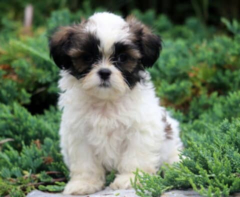 Domino Shih tzu