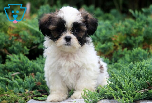 Domino Shih tzu image